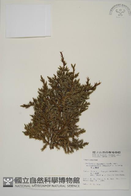 香青藏品圖，第1張