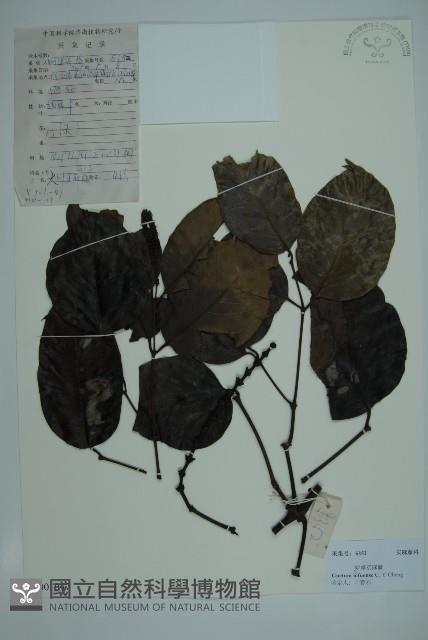 羅浮買麻藤藏品圖，第1張