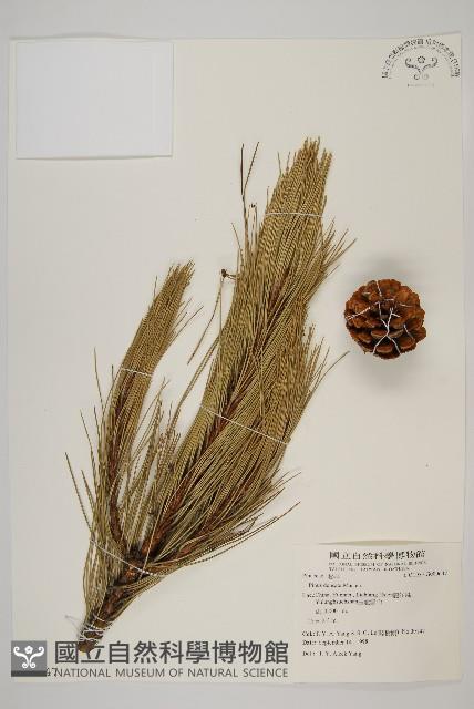 高山松藏品圖，第1張