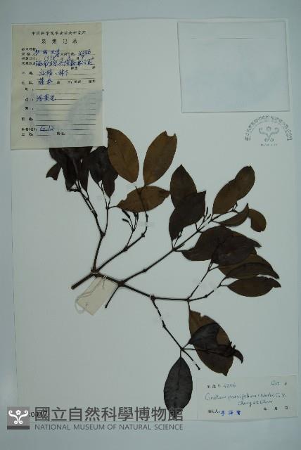 小葉買麻藤藏品圖，第1張