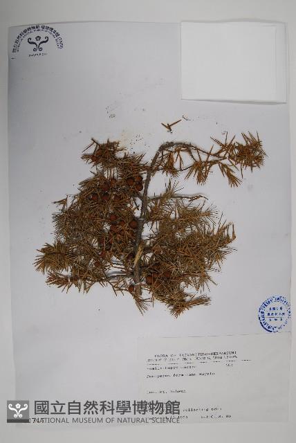 刺柏藏品圖，第1張