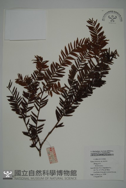 南方紅豆杉藏品圖，第1張