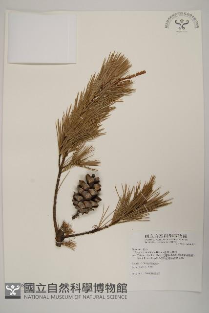 臺灣五葉松藏品圖，第1張