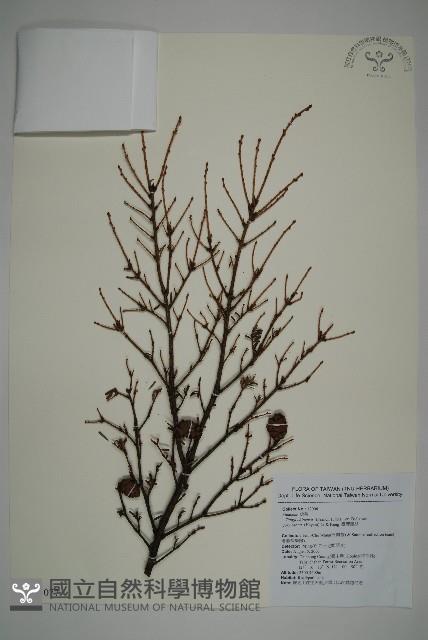 臺灣鐵杉藏品圖，第1張