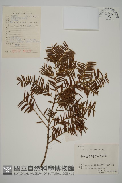 臺灣紅豆杉藏品圖，第1張