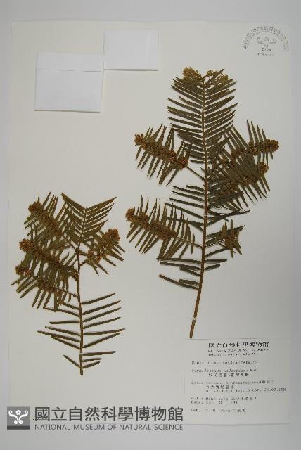 臺灣粗榧、台灣三尖杉藏品圖，第1張