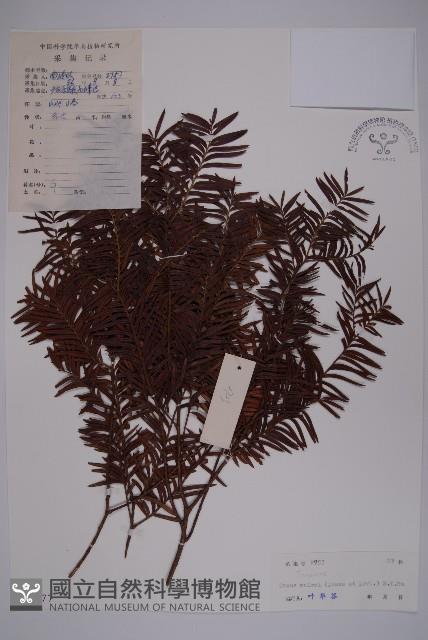 臺灣紅豆杉藏品圖，第1張