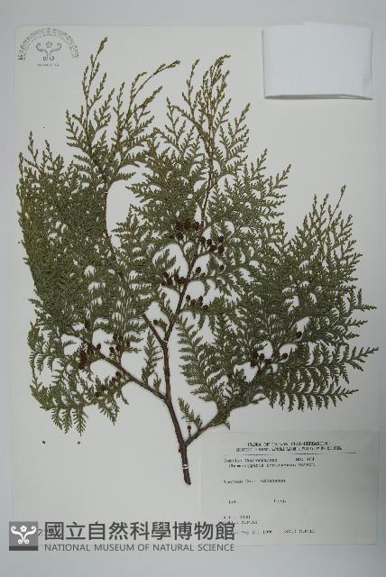 紅檜藏品圖，第1張