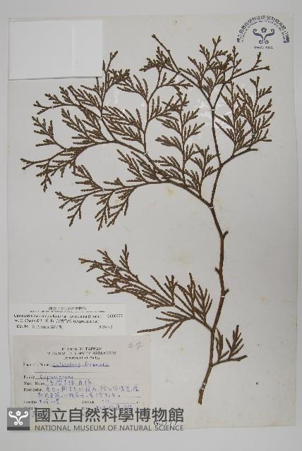 台灣肖楠藏品圖，第1張