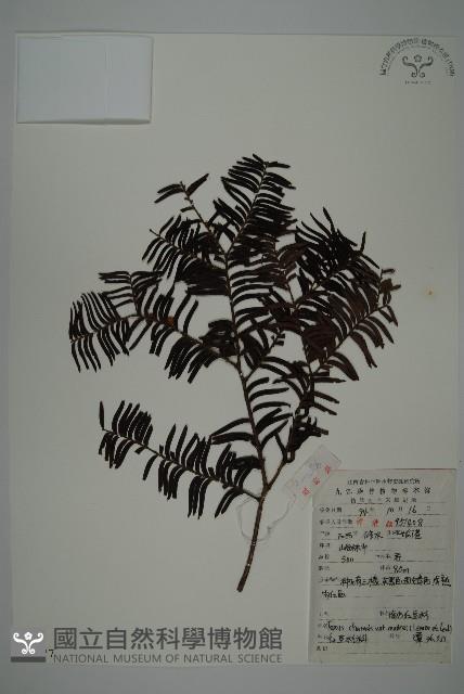 南方紅豆杉藏品圖，第1張