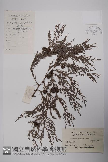 柏木、柏樹藏品圖，第1張