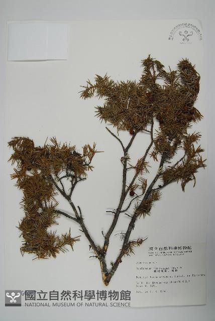 刺柏藏品圖，第1張