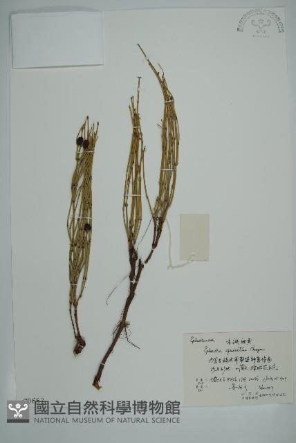 木賊黃麻藏品圖，第1張