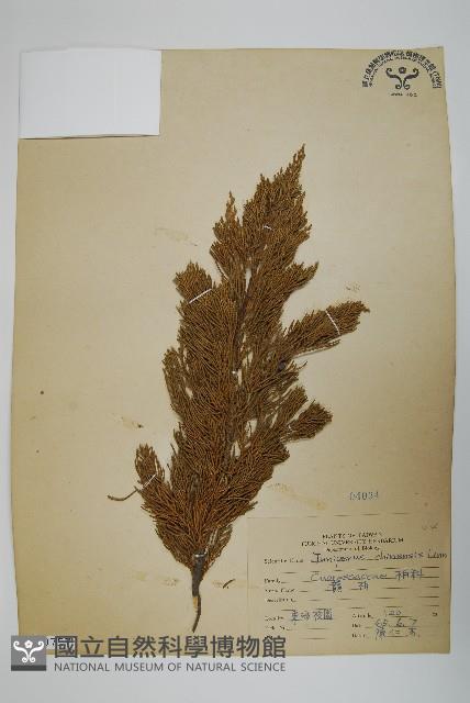 圓柏藏品圖，第1張