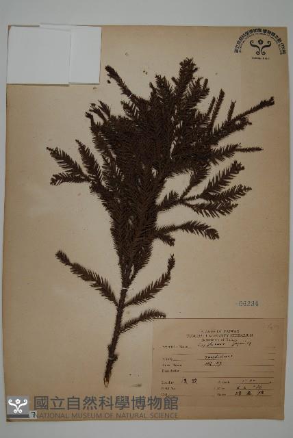 柳杉藏品圖，第1張