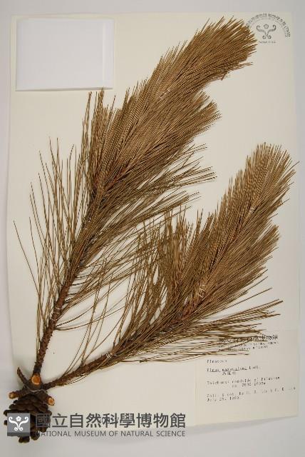 馬尾松藏品圖，第1張