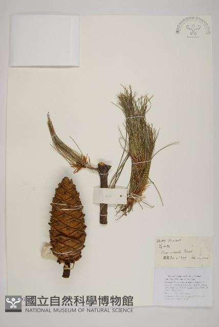 華山松藏品圖，第1張