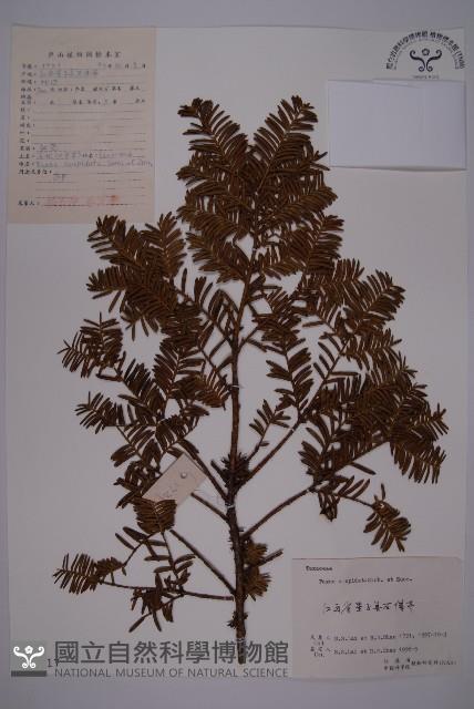 東北紅豆杉藏品圖，第1張
