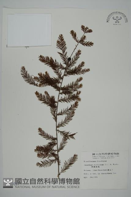 落羽松、美國水松藏品圖，第1張