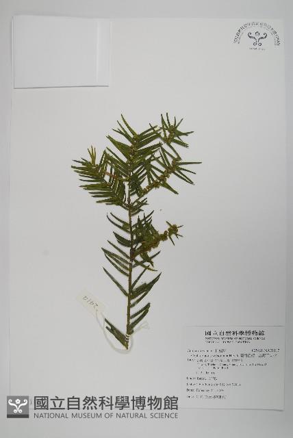 臺灣粗榧、台灣三尖杉藏品圖，第1張