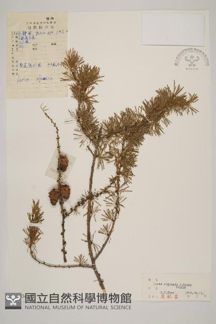 長白落葉松藏品圖，第1張