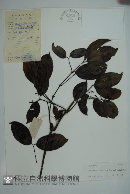 小葉買麻藤藏品圖，第1張