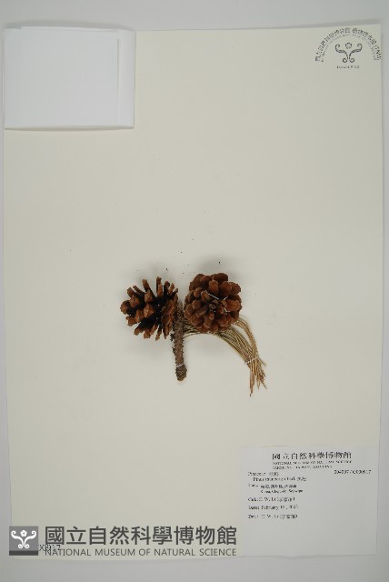 黑松藏品圖，第1張
