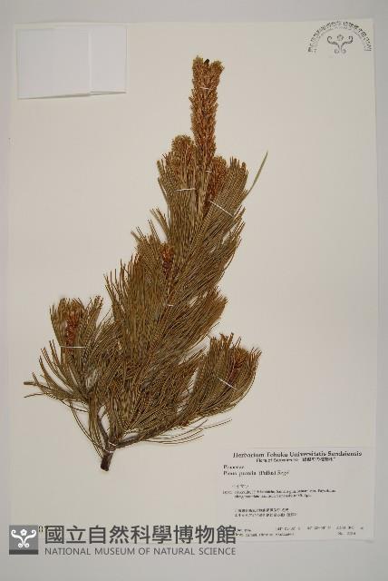 偃松藏品圖，第1張