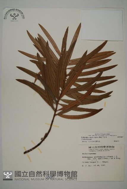 桃實百日青藏品圖，第1張