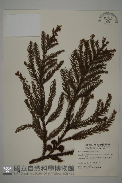 柳杉藏品圖，第1張