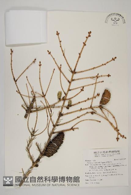 臺灣雲杉藏品圖，第1張