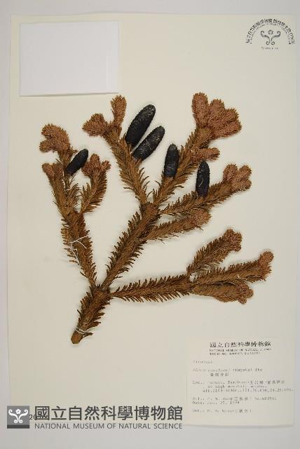 臺灣冷杉藏品圖，第1張