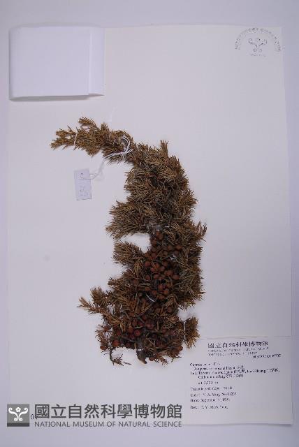 Formosan juniper Collection Image, Figure 1, Total 5 Figures