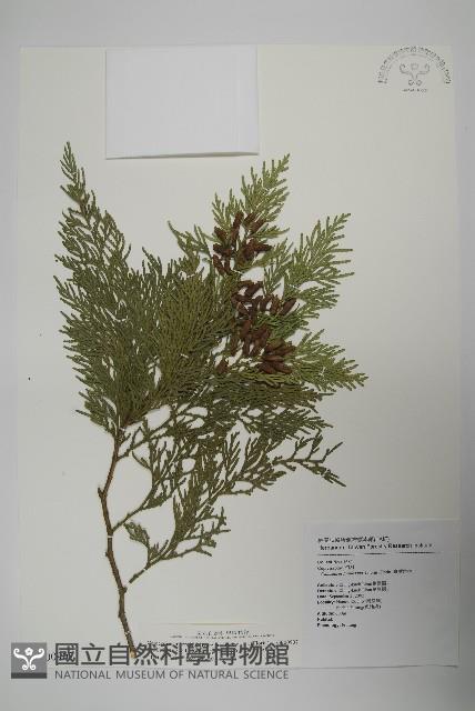 台灣肖楠藏品圖，第1張