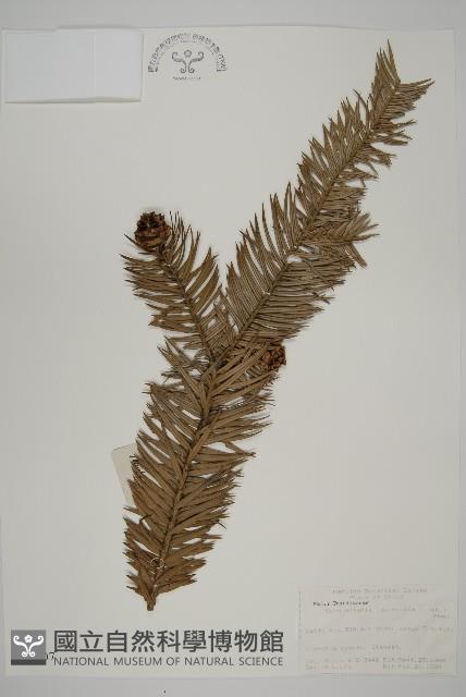 杉木藏品圖，第1張