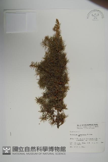 刺柏藏品圖，第1張