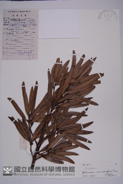 大葉羅漢松藏品圖，第1張