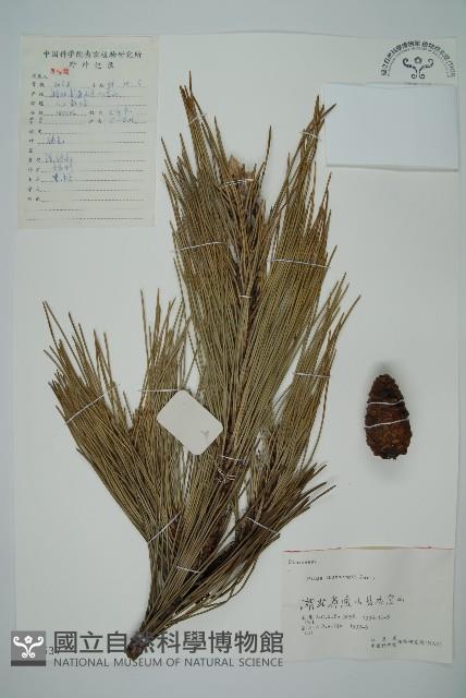 黑松藏品圖，第1張