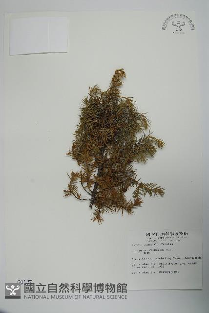 刺柏藏品圖，第1張