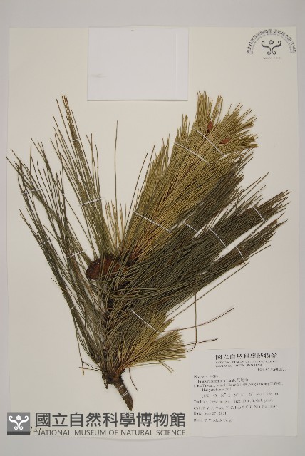 馬尾松藏品圖，第1張
