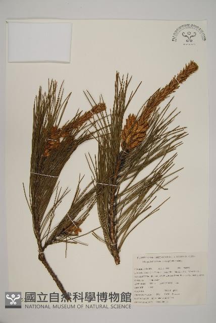 油松藏品圖，第1張