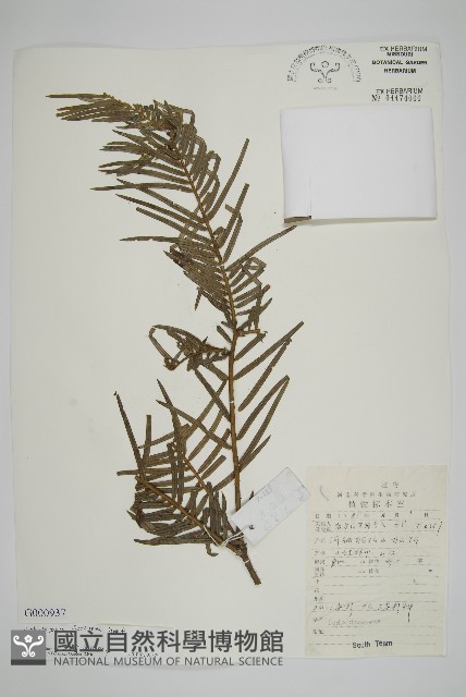三尖杉藏品圖，第1張