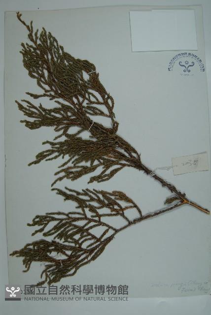 垂枝香柏藏品圖，第1張