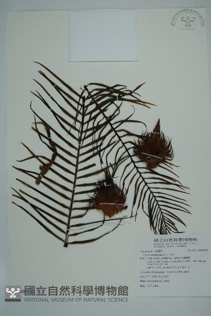 登錄號:G000976藏品圖，第11張