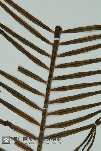 登錄號:G000976藏品圖，第10張