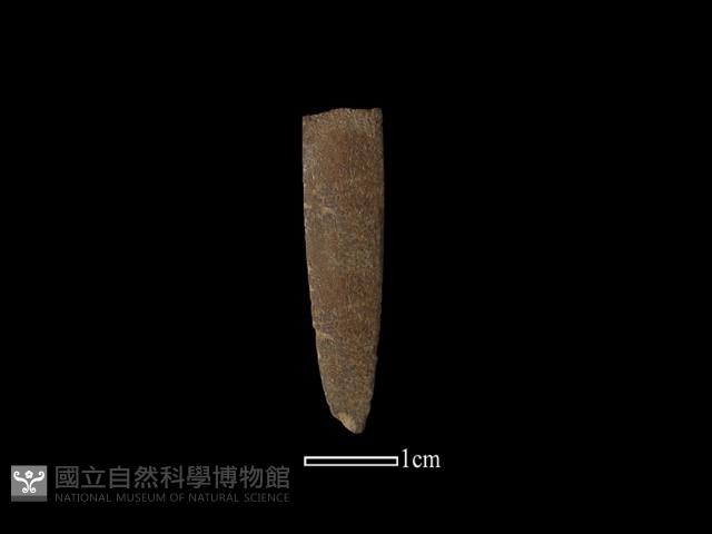 石針藏品圖，第3張