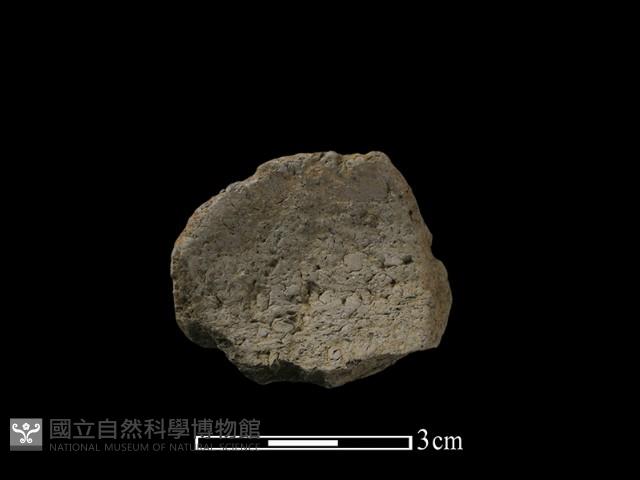 陶片藏品圖，第3張