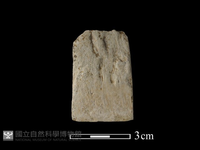 錛鑿形器藏品圖，第3張