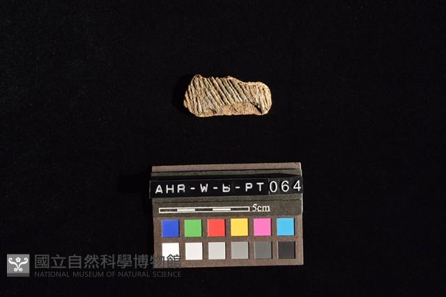 陶片藏品圖，第4張