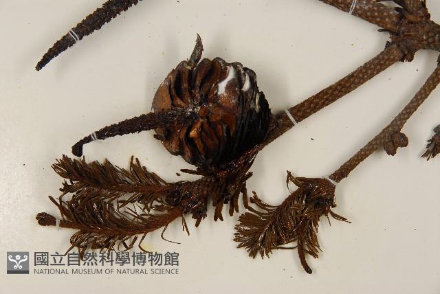 臺灣冷杉藏品圖，第3張